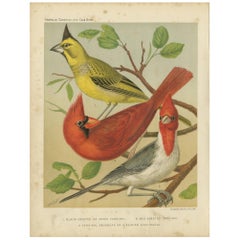 Antique Bird Print of Black-Crested, Red-Crested Cardinal, Cardinal Grosbeak