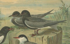 Antique Bird Print of Black Terns in Marsh Landscape, 19th Century