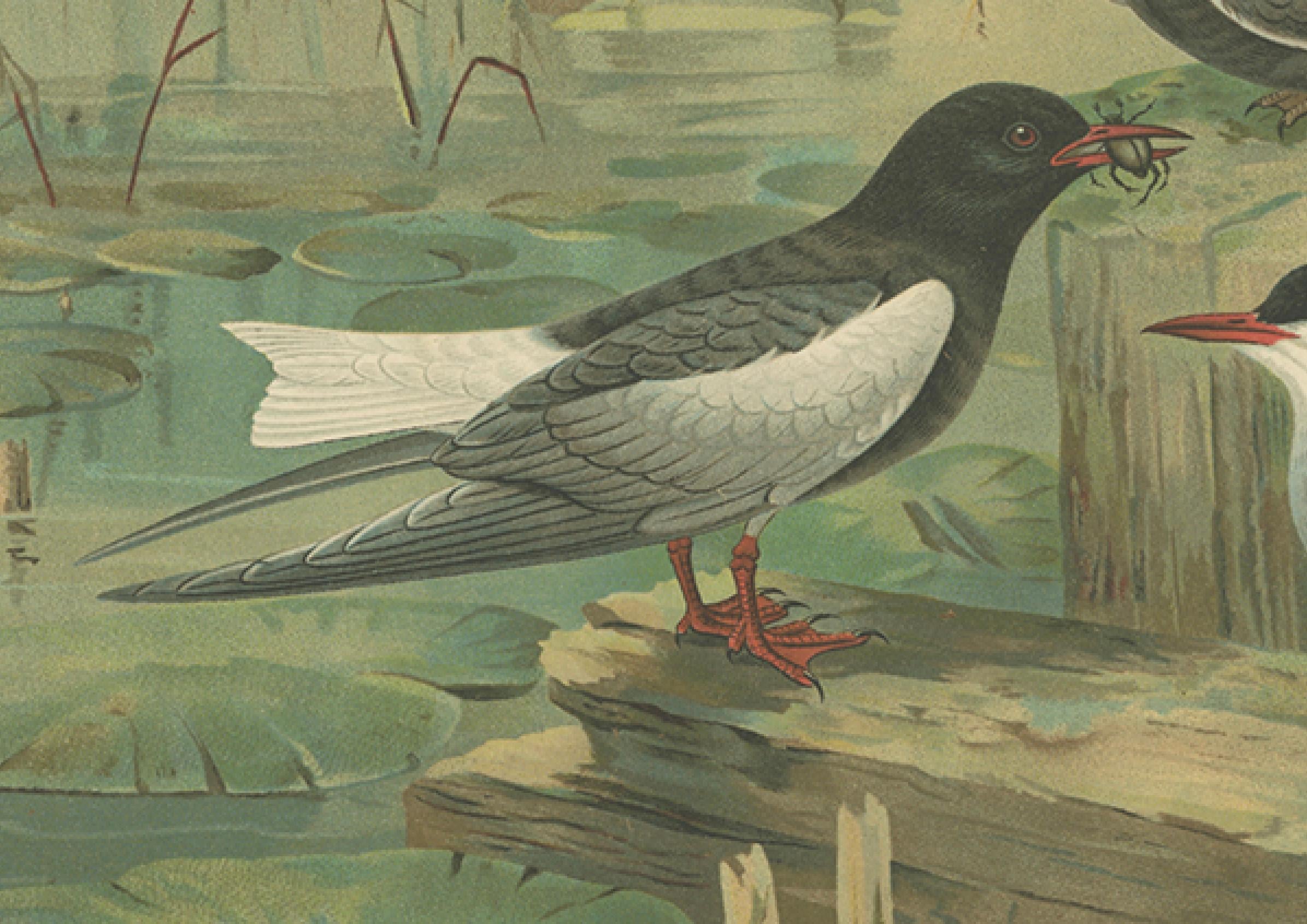 Antiker Vogeldruck von Trauerseeschwalben in Sumpflandschaft, 19. Jahrhundert im Zustand „Gut“ im Angebot in Langweer, NL