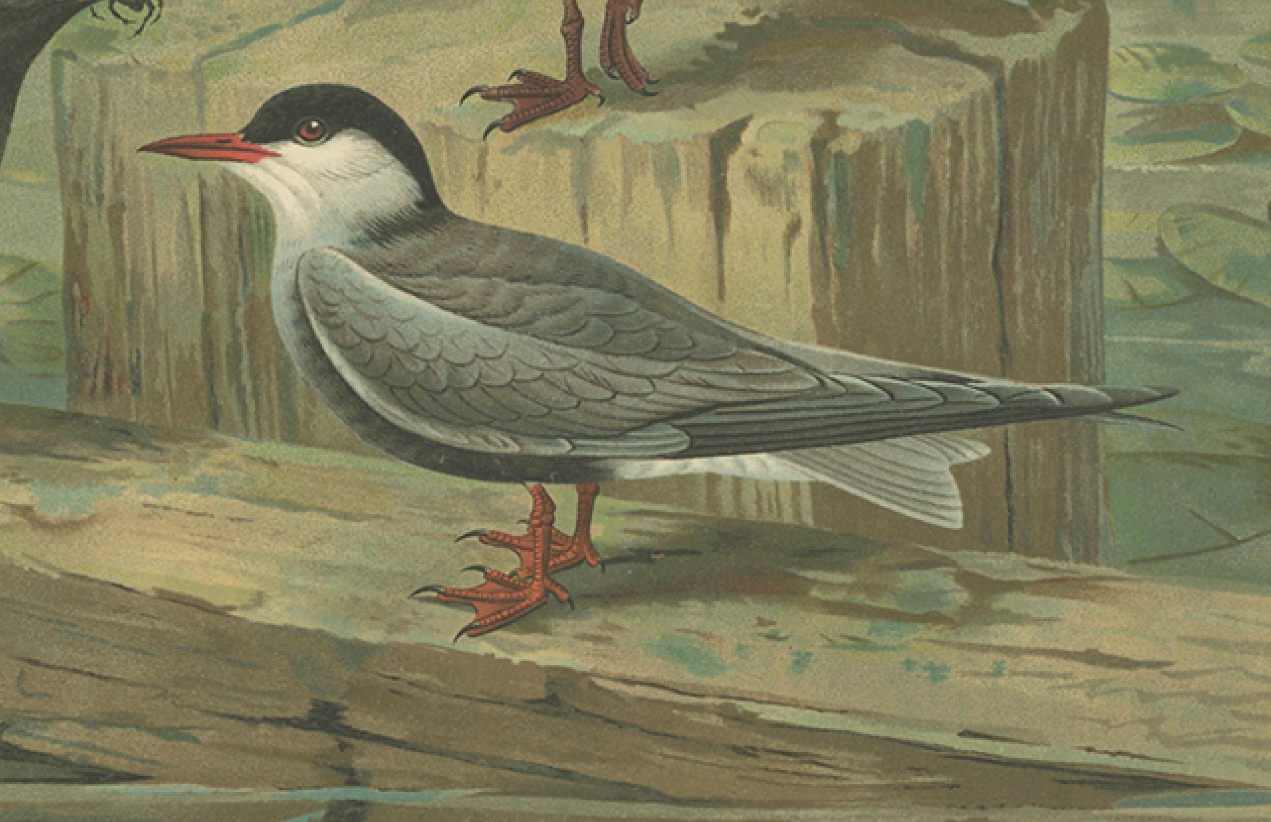 Antiker Vogeldruck von Trauerseeschwalben in Sumpflandschaft, 19. Jahrhundert (Papier) im Angebot