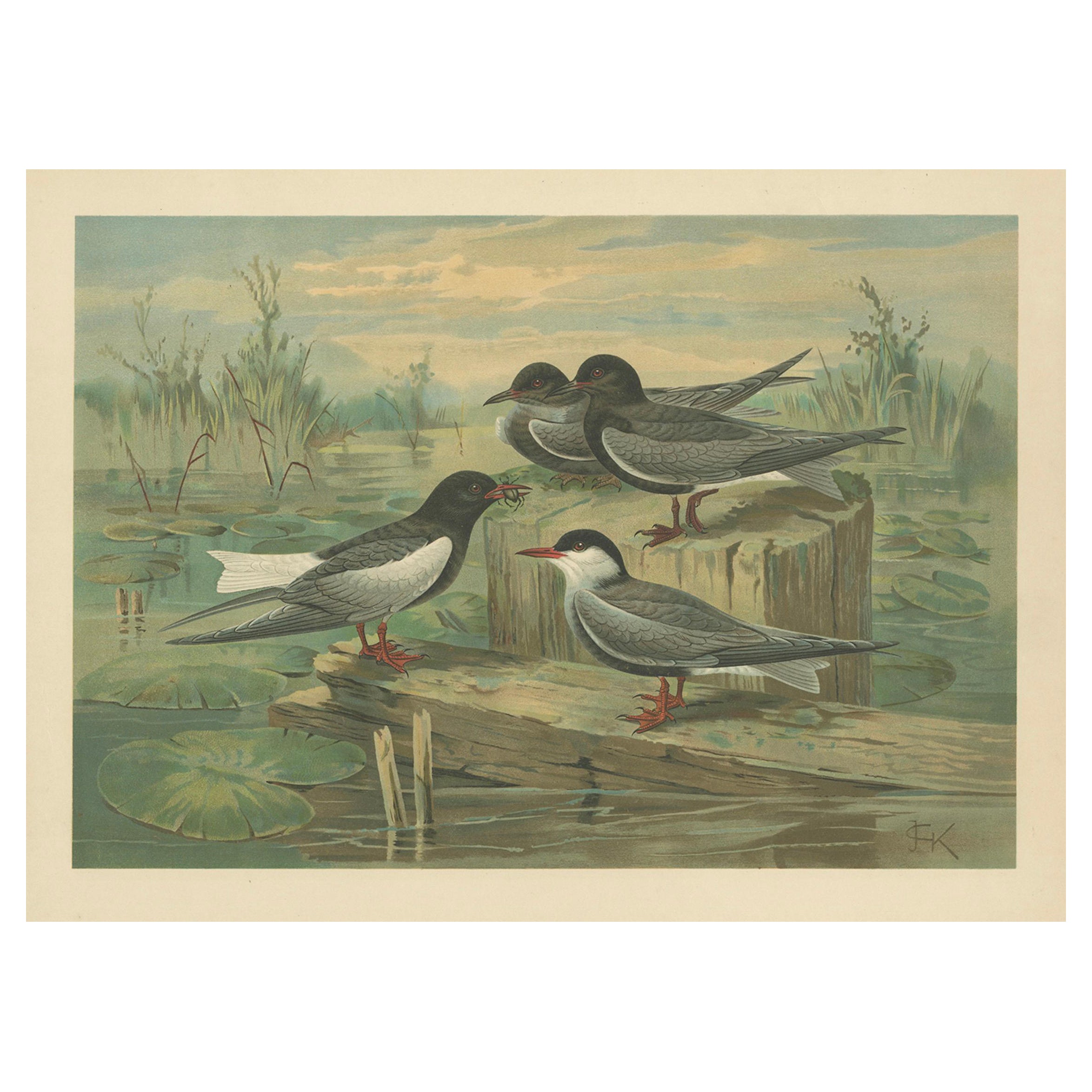 Gravure ancienne représentant des sternes noires dans un paysage de marais, 19e siècle