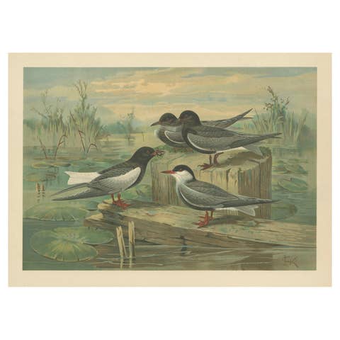 Antique Bird Print of Black Terns in Marsh Landscape, 19th Century