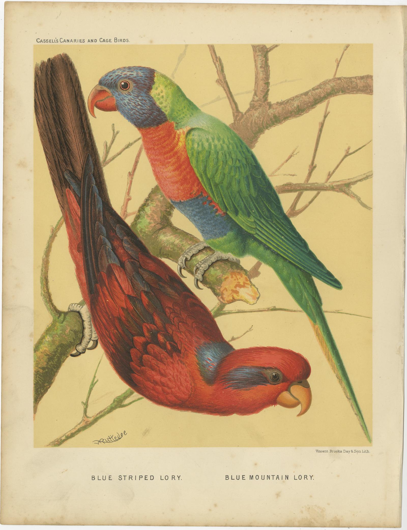 Antique bird print titled '1. Blue Striped Lory. 2. Blue Mountain Lory.' Old bird print depicting the Blue-streaked lory and Blue Mountain Lory. This print originates from: 'Illustrated book of canaries and cage-birds' by W. A. Blackston, W.
