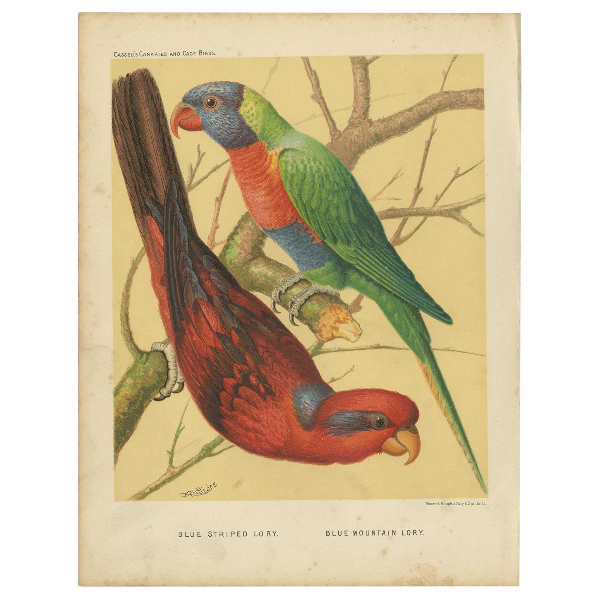 Impression ancienne d'oiseau Lory bleu teinté et bleu de montagne Lory, vers 1880