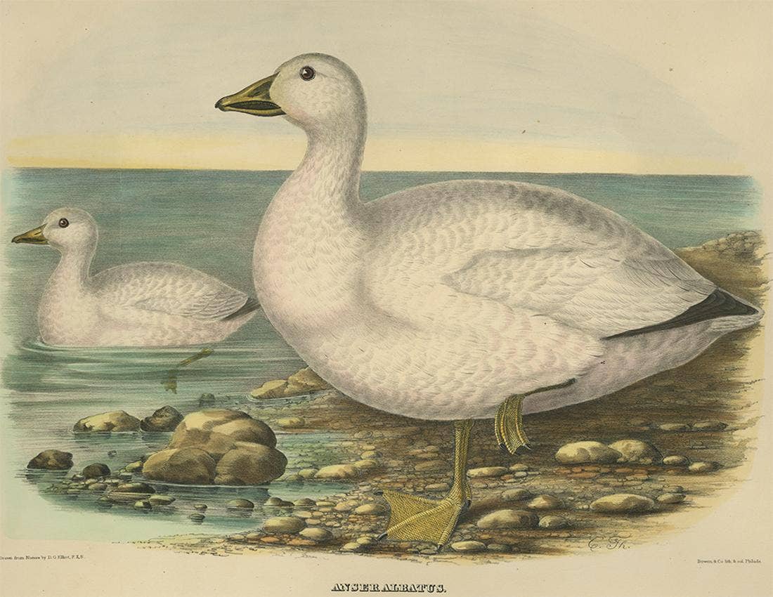 Antique Bird Print of Cassin's Snow Goose Made after D.G. Elliot, 1869