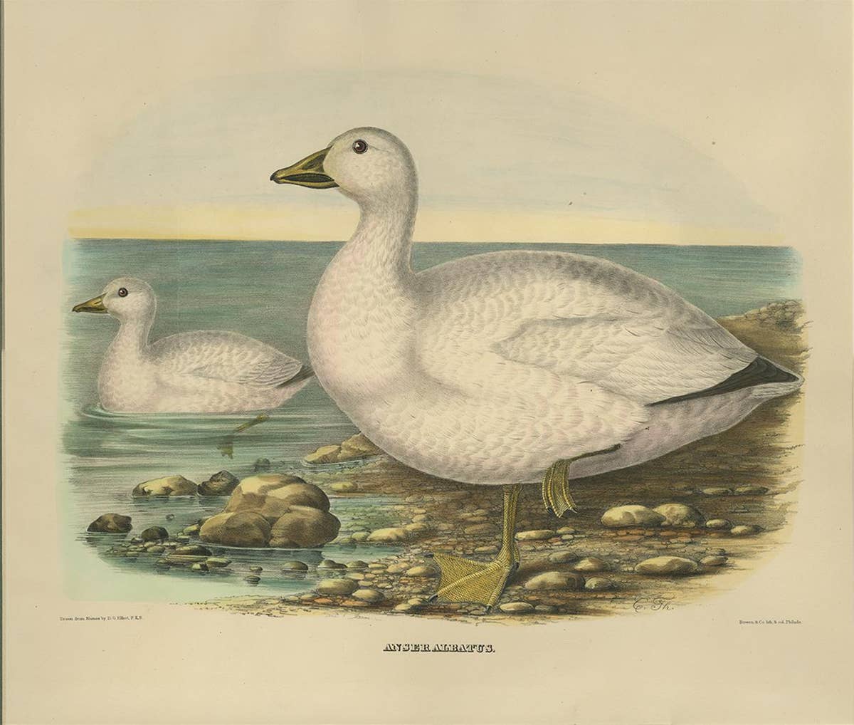 Antique Bird Print of Cassin's Snow Goose Made after D.G. Elliot, 1869