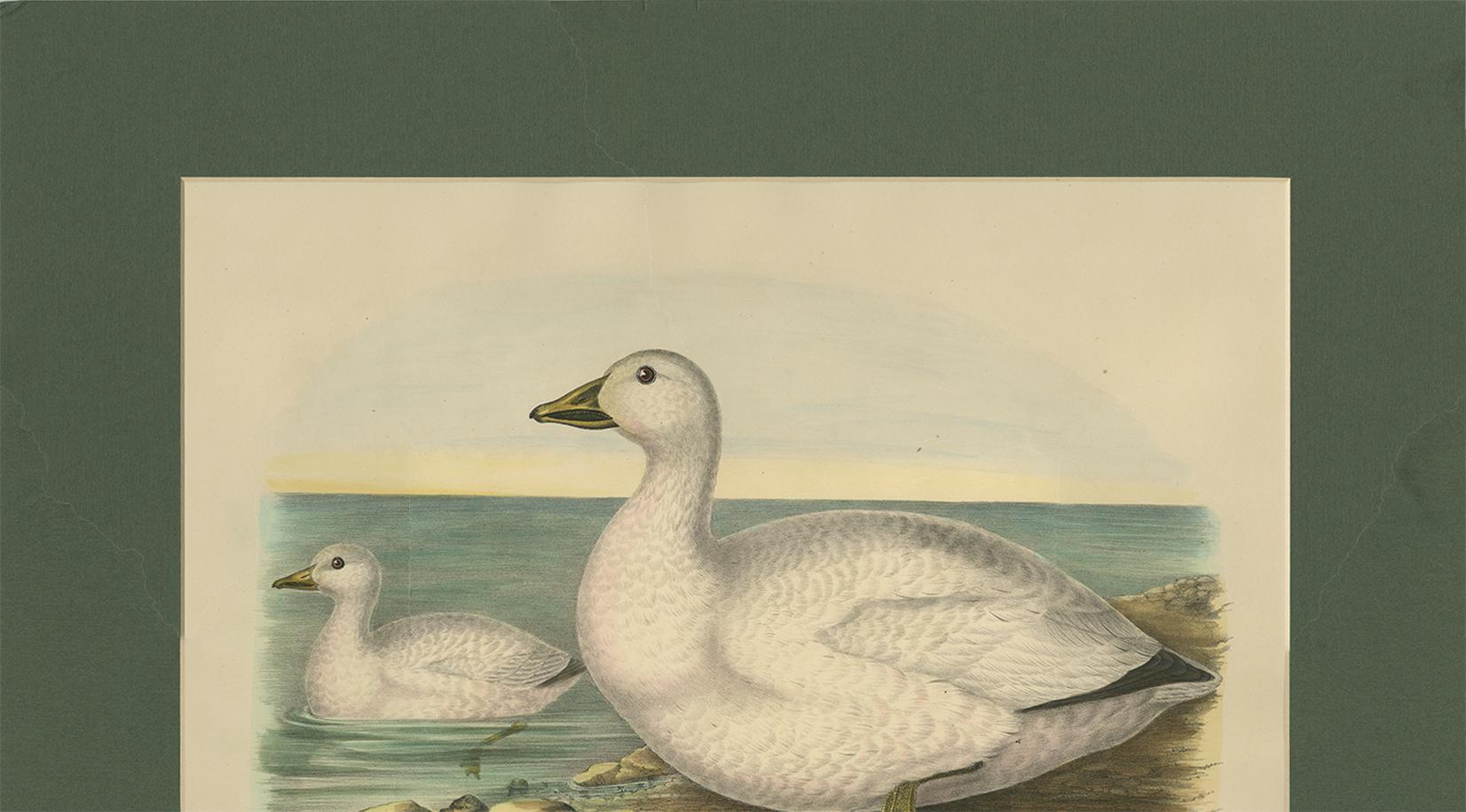 Antique Bird Print of Cassin's Snow Goose Made after D.G. Elliot, 1869 In Good Condition For Sale In Langweer, NL
