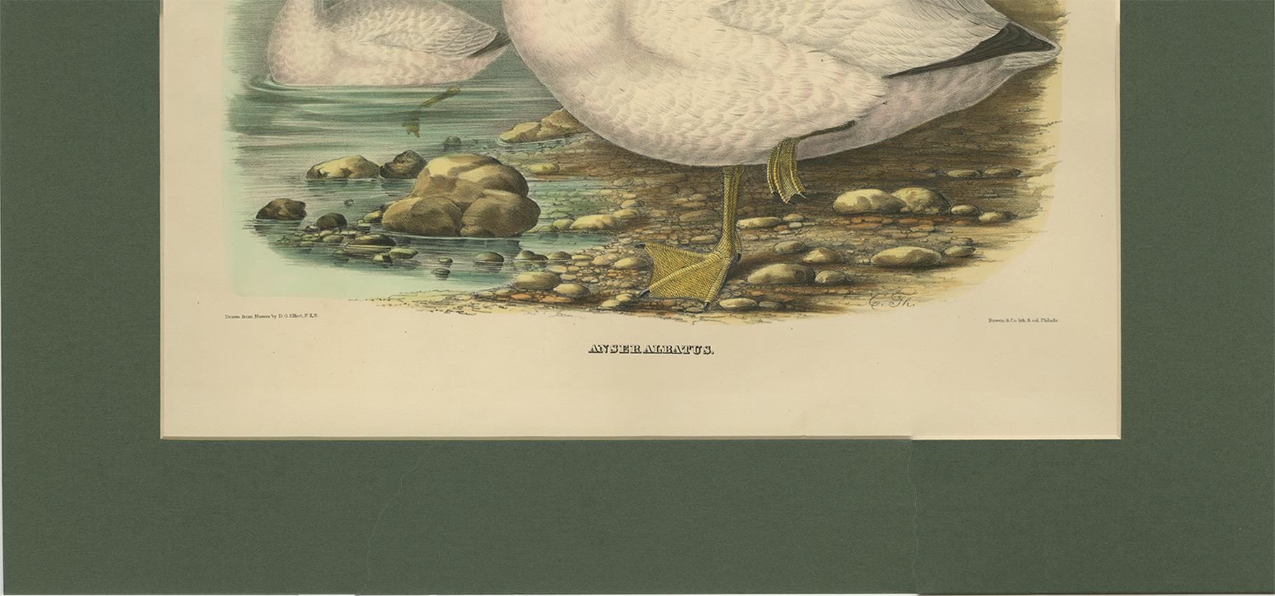 19th Century Antique Bird Print of Cassin's Snow Goose Made after D.G. Elliot, 1869 For Sale