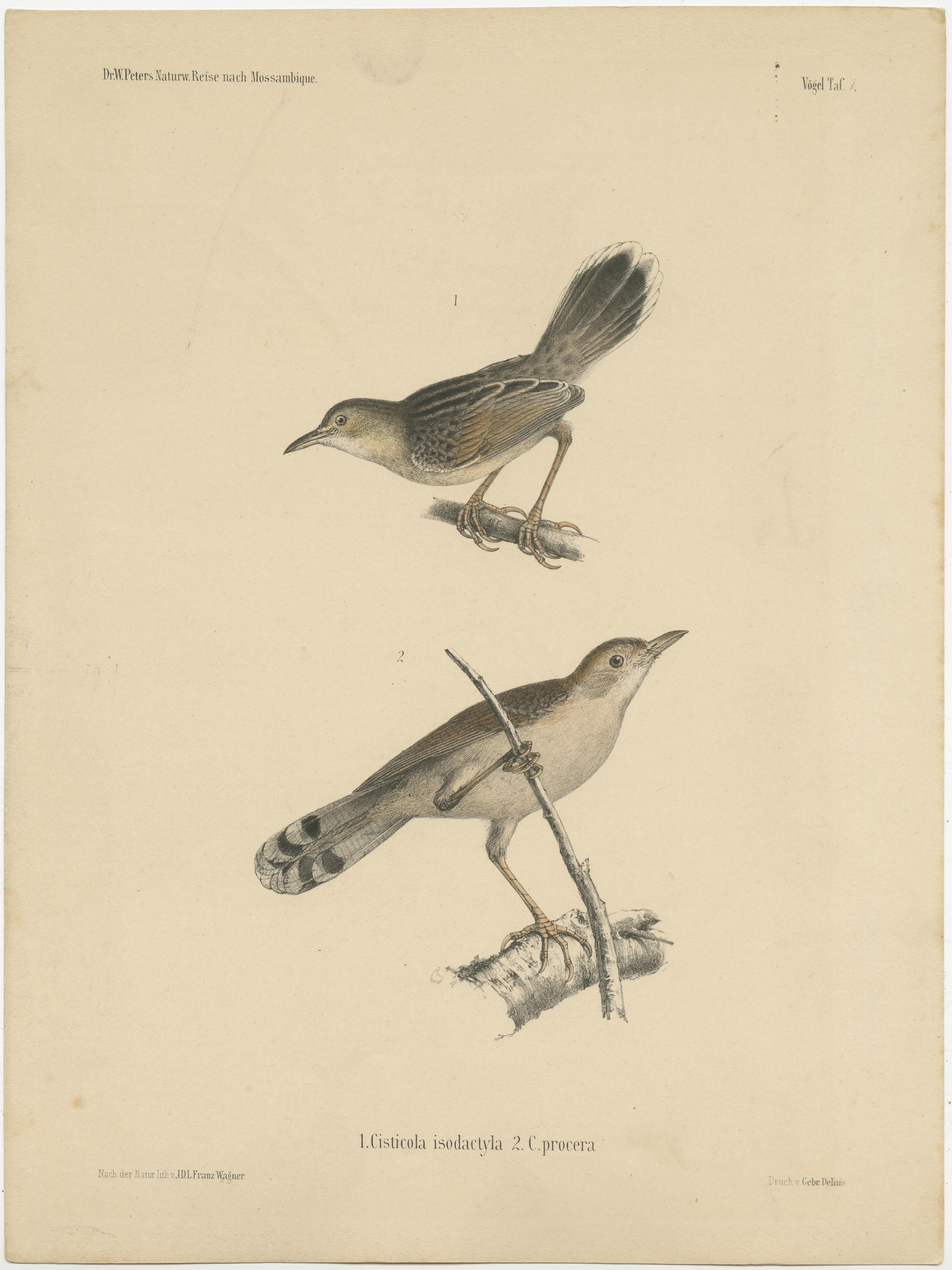 Gravure ancienne intitulée 'Cisticola isodactyla, C. Procera'. Gravure ancienne originale représentant deux espèces d'oiseaux cisticoles. Cette estampe provient de 'Naturwissenschaftliche Reise nach Mossambique (...)' de Wilhelm C.C. Peters, publié