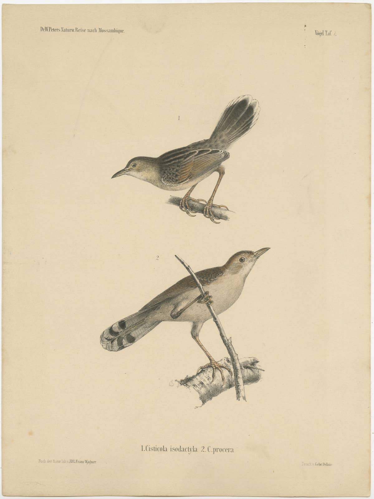 Antique Bird Print of Cisticola Species