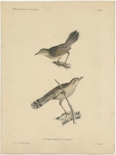 Stampa antica di uccelli della specie Cisticola