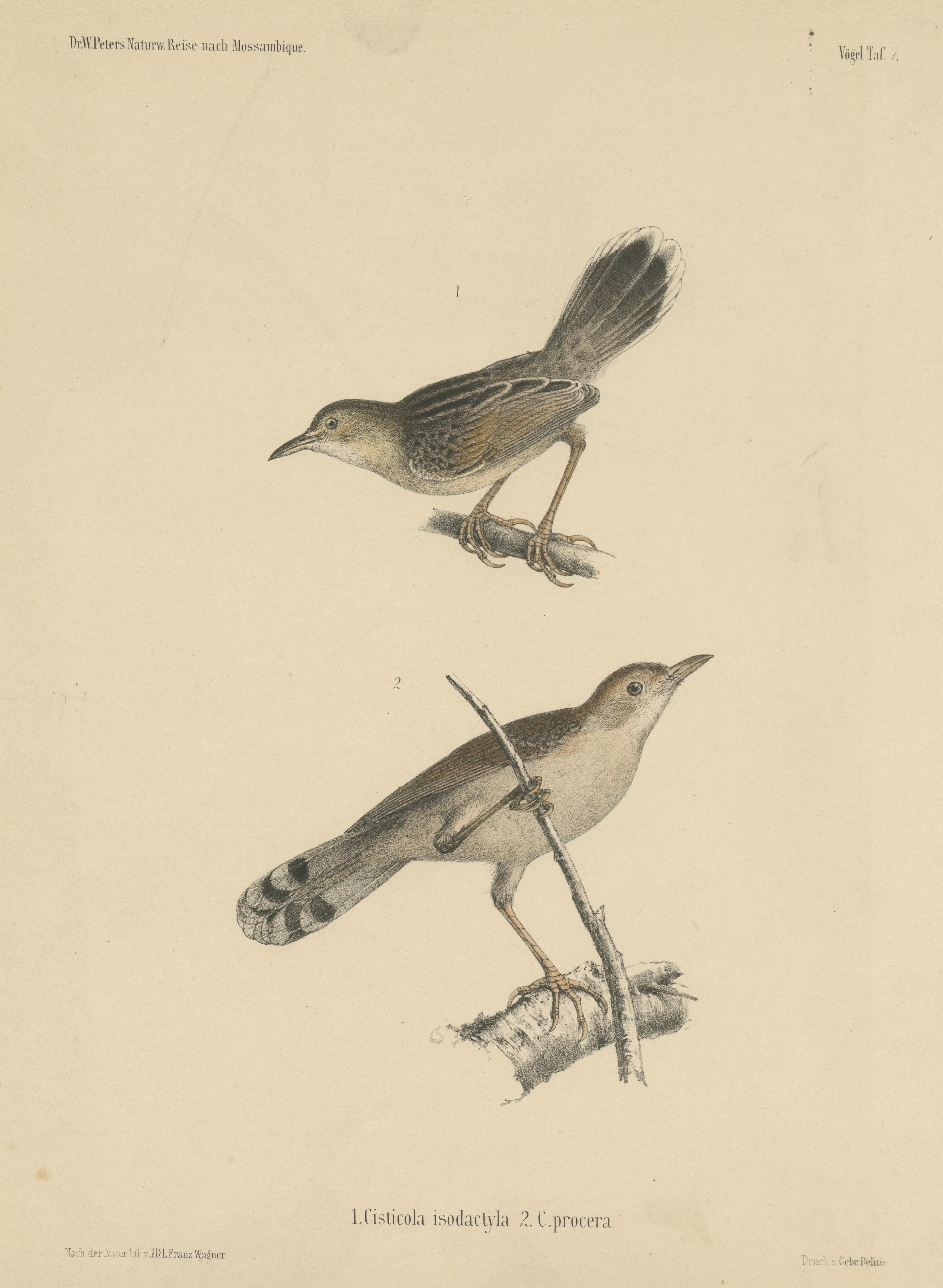 Antique Bird Print of Cisticola Species In Fair Condition For Sale In Langweer, NL