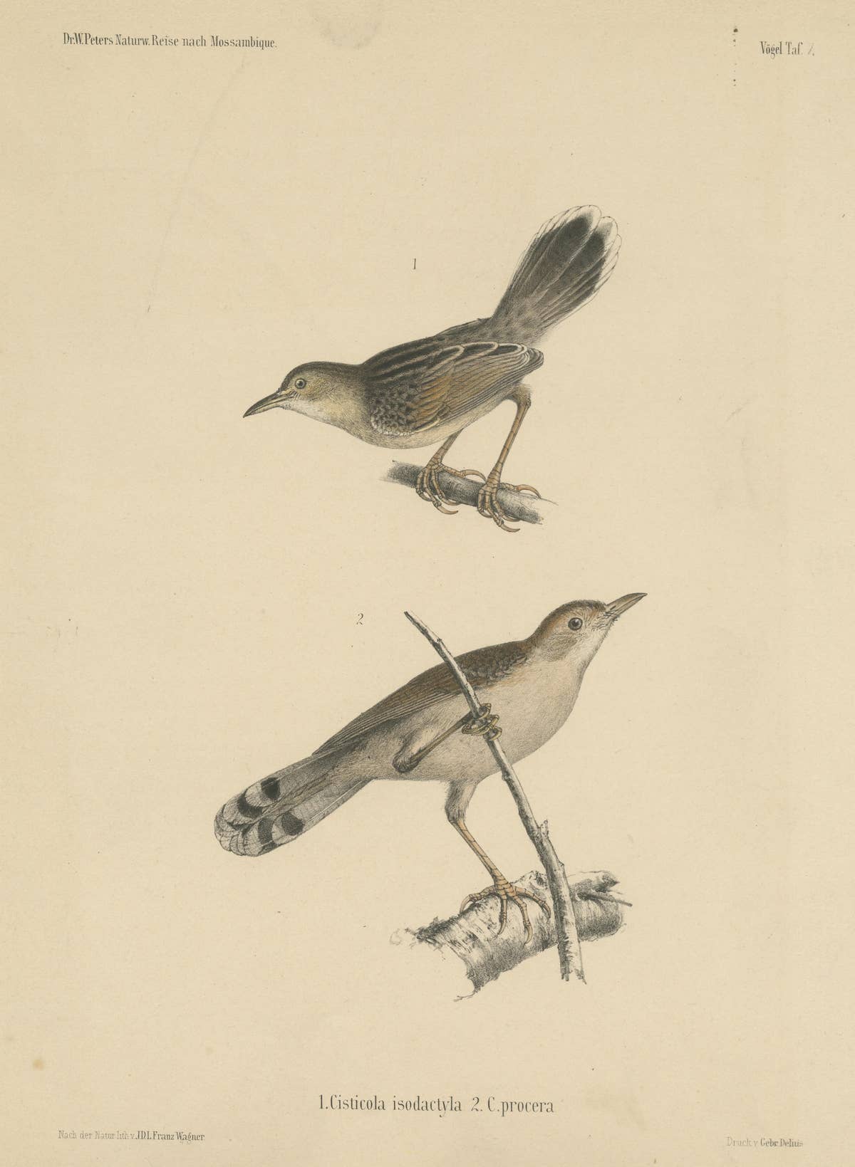 Antique Bird Print of Cisticola Species