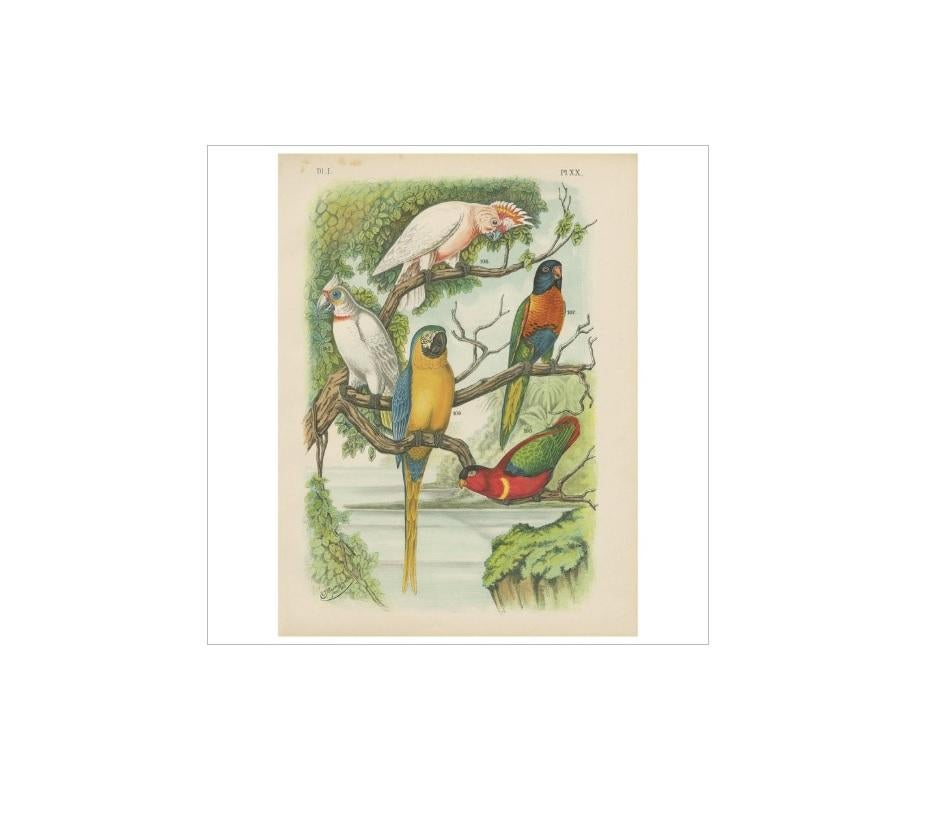 Antique bird print of various birds including the slender-billed or long-billed cockatoo, leadbeater's cockatoo, blue-mountain lory, blue-bellied lorikeet, blue-headed or purple-capped lori and blue and yellow maccaw. This print originates from 'De