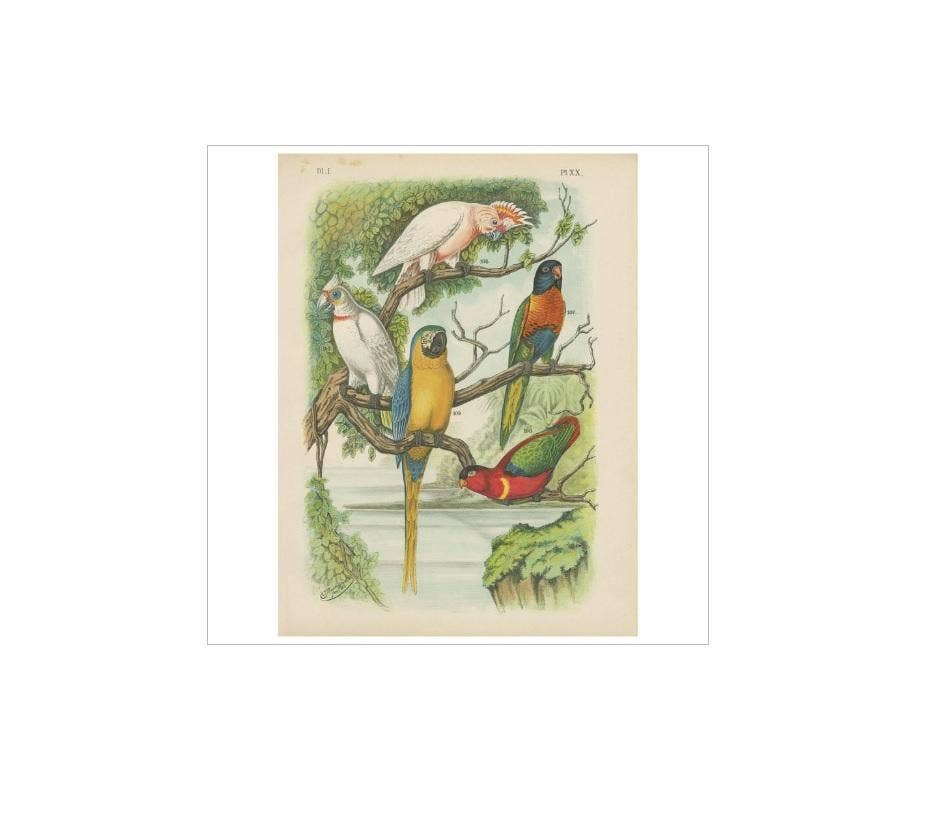 Antique Bird Print of the Cockatoo, Blue-Mountain Lory and Maccaw (1886)