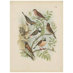 Antique Bird Print of Exotic Birds, Finch by A. Nuyens, 1886