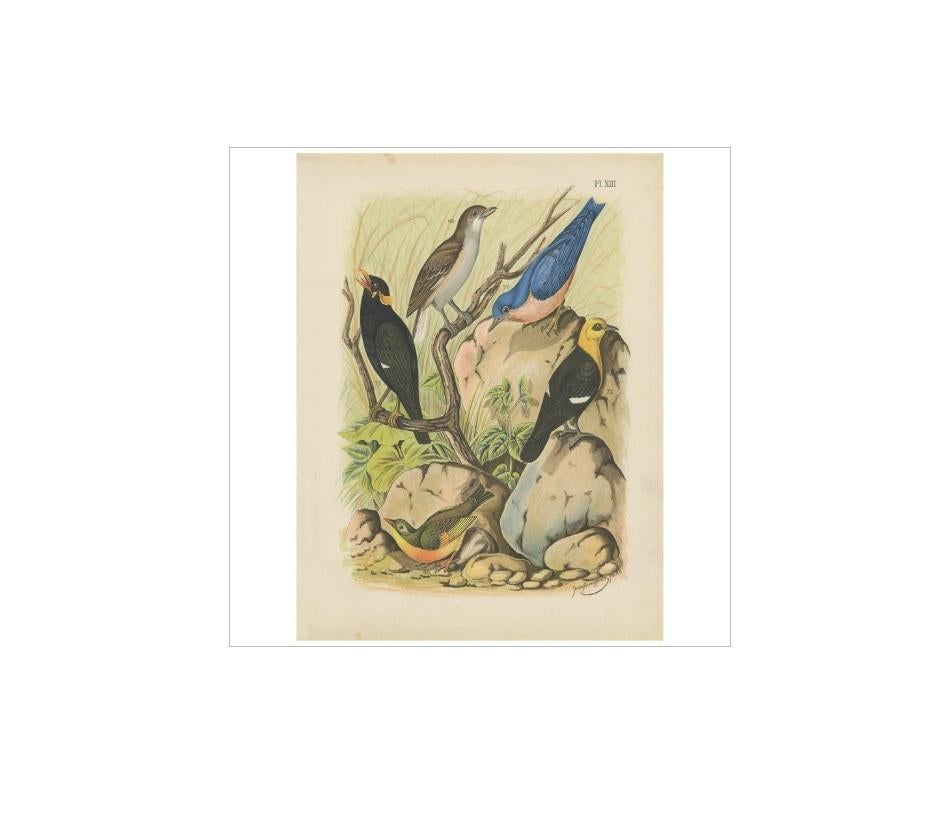 Antique bird print of various exotic songbirds. This print originates from 'De Vogelwereld. Handboek voor Liefhebbers van Kamer- en Parkvogels’ by A. Nuyens. Published by J.B. Wolters, 1886.