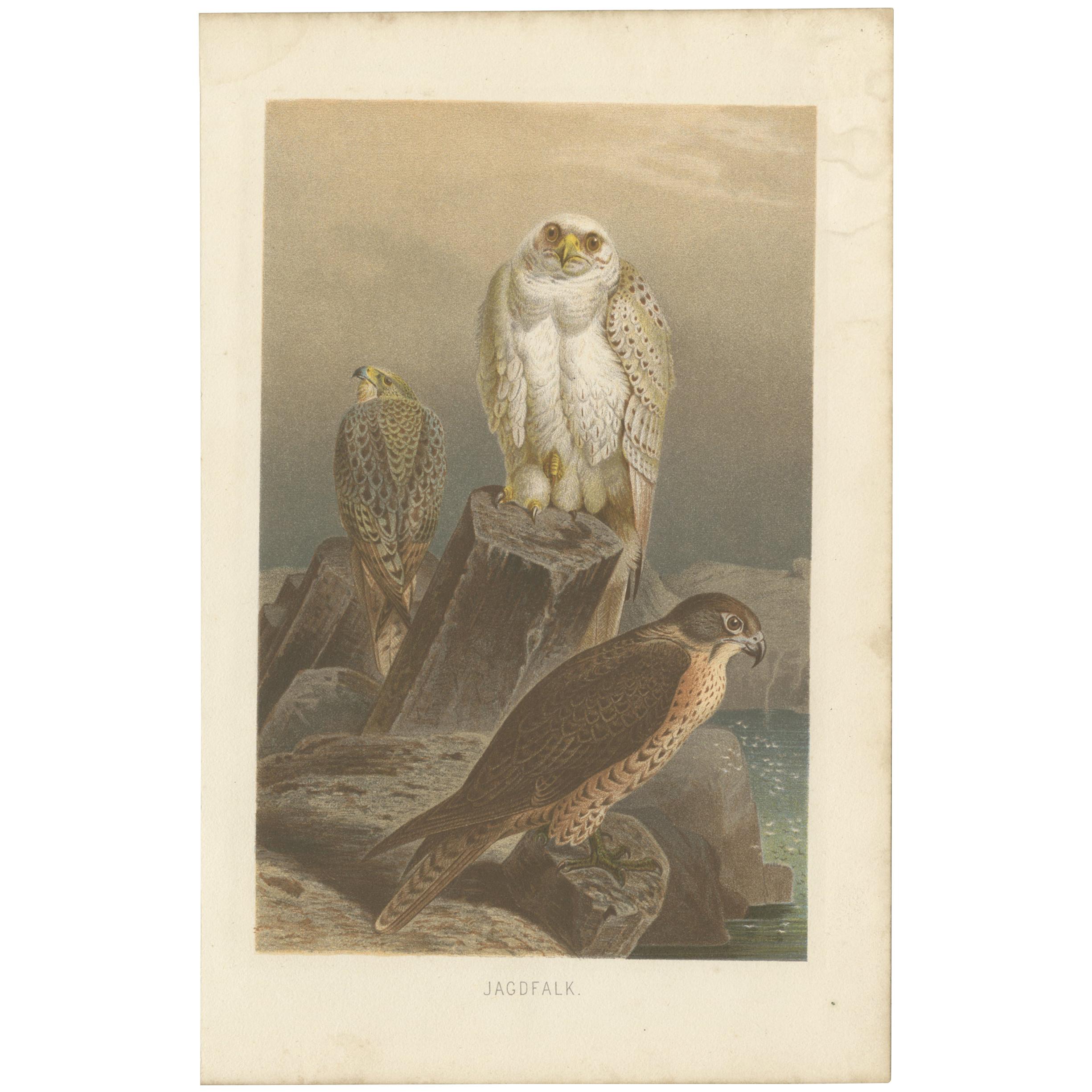 Antique Bird Print of Falcons by Brehm '1892' For Sale