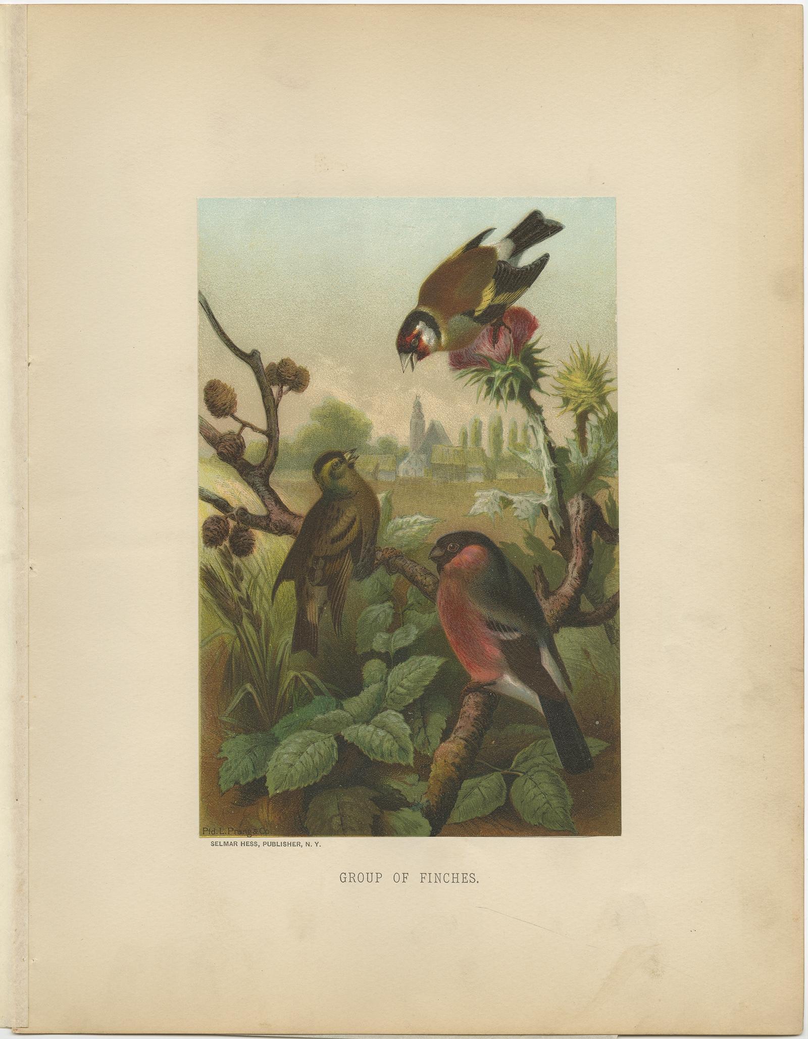 19th Century Antique Bird Print of Finches by Prang, 1898 For Sale