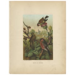 Impression d'oiseaux anciens de fleurons par Prang, 1898