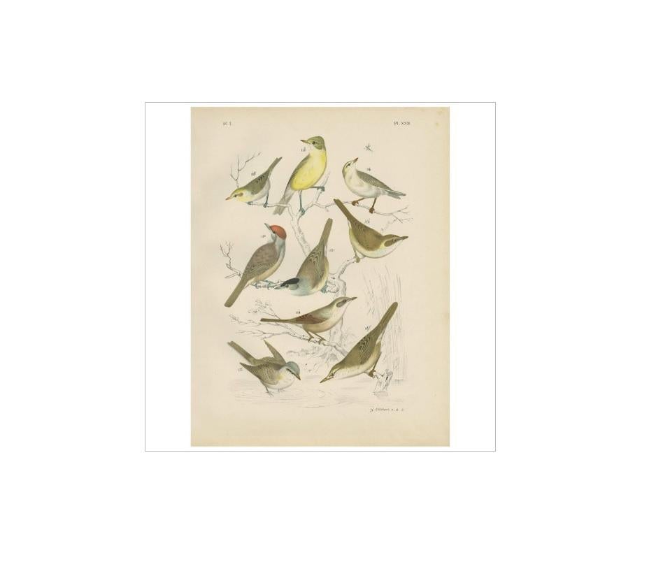 Antique bird print of various birds including the chiffchaff, garden warbler and marshwarbler. This print originates from 'De Vogelwereld. Handboek voor Liefhebbers van Kamer- en Parkvogels’ by A. Nuyens. Published by J.B. Wolters, 1886.
