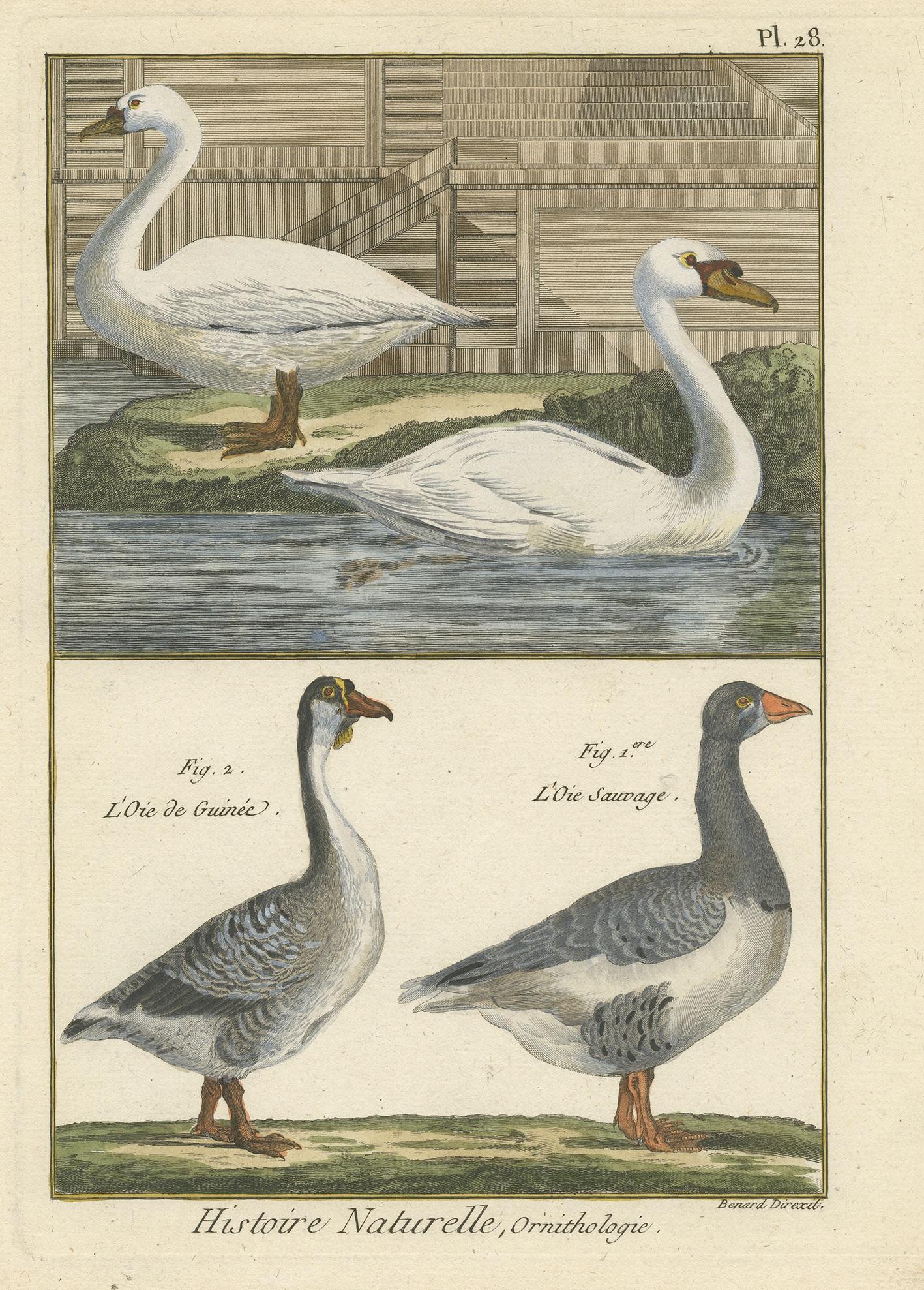 Gravure ancienne intitulée 'Histoire Naturelle, Ornithologie'. Gravure colorée à la main de diverses oies. Cette estampe provient du 'Tableau encyclopédique et méthodique des trois règnes de la Nature' de P.J. Bonnaterre.