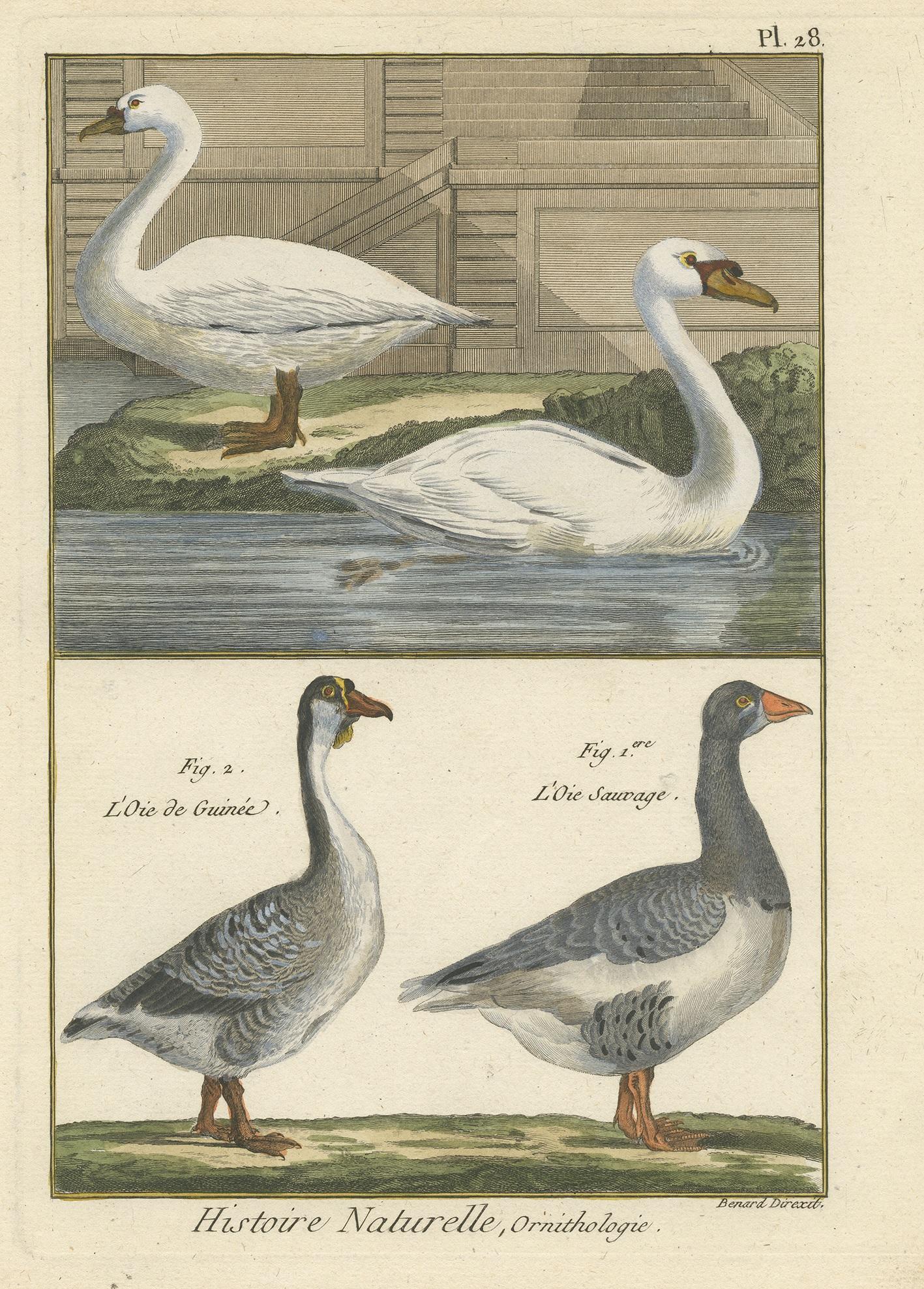 Antique print titled 'Histoire Naturelle, Ornithologie'. Hand colored engraving of various geese. This print originates from 'Tableau encyclopédique et méthodique des trois règnes de la nature' by P.J. Bonnaterre.