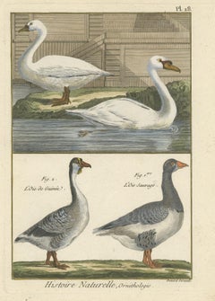 Antique Bird Print of Geese by Bonnaterre, 1790