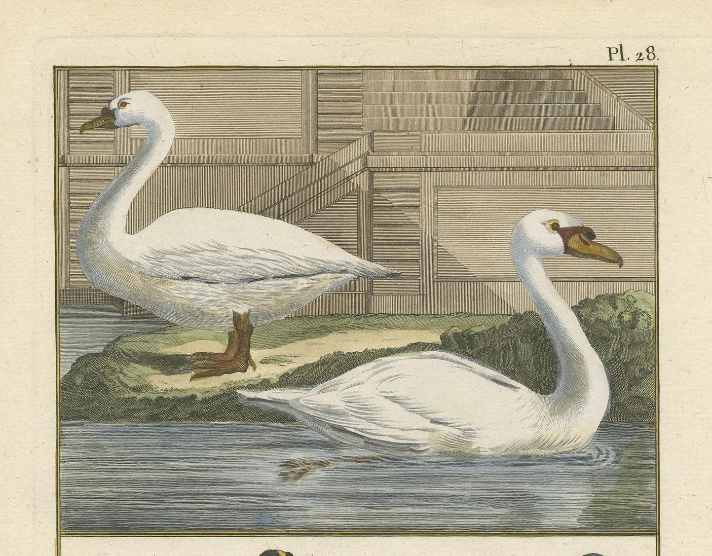 Antique Bird Print of Geese by Bonnaterre, 1790 In Good Condition For Sale In Langweer, NL