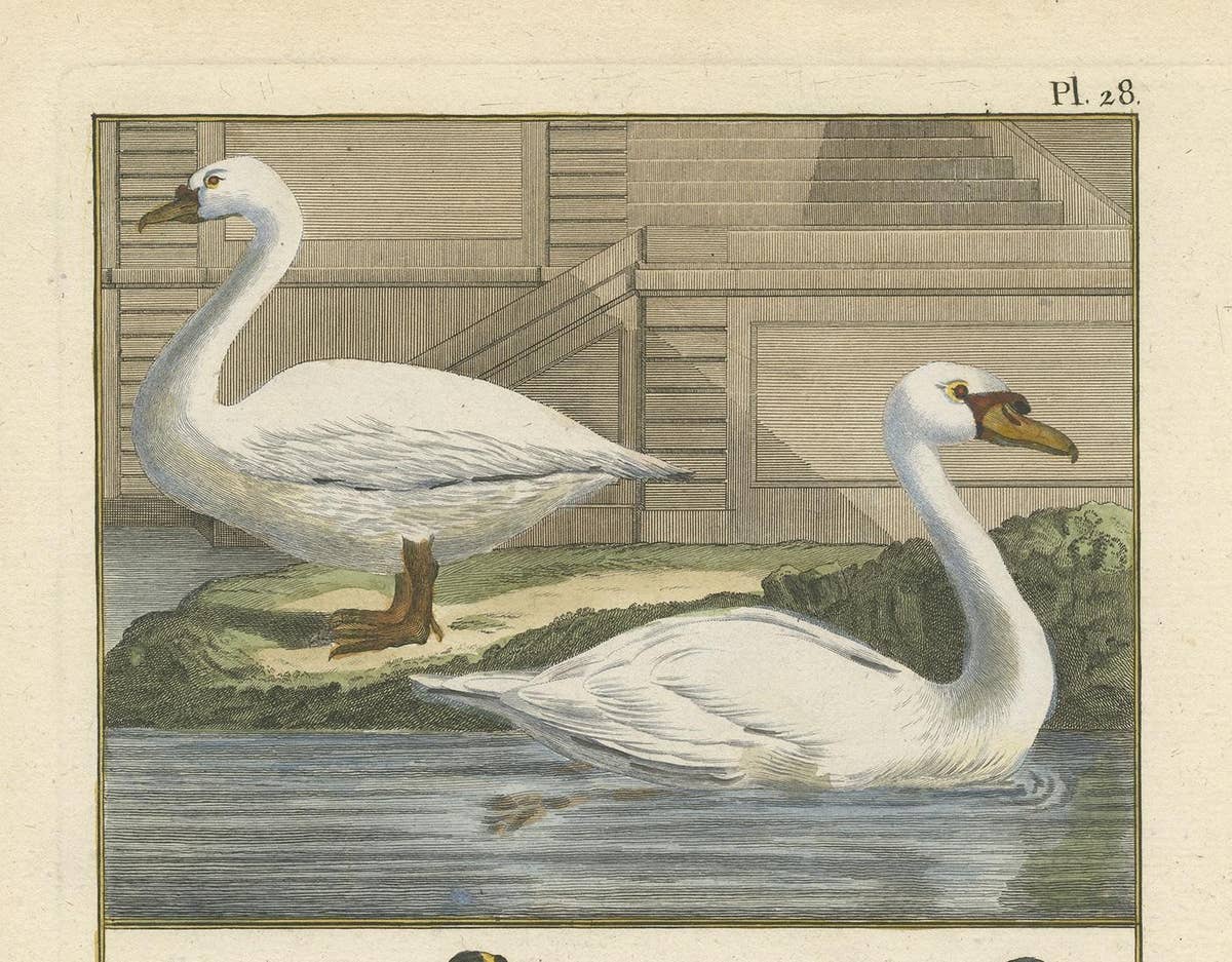 Antique Bird Print of Geese by Bonnaterre, 1790