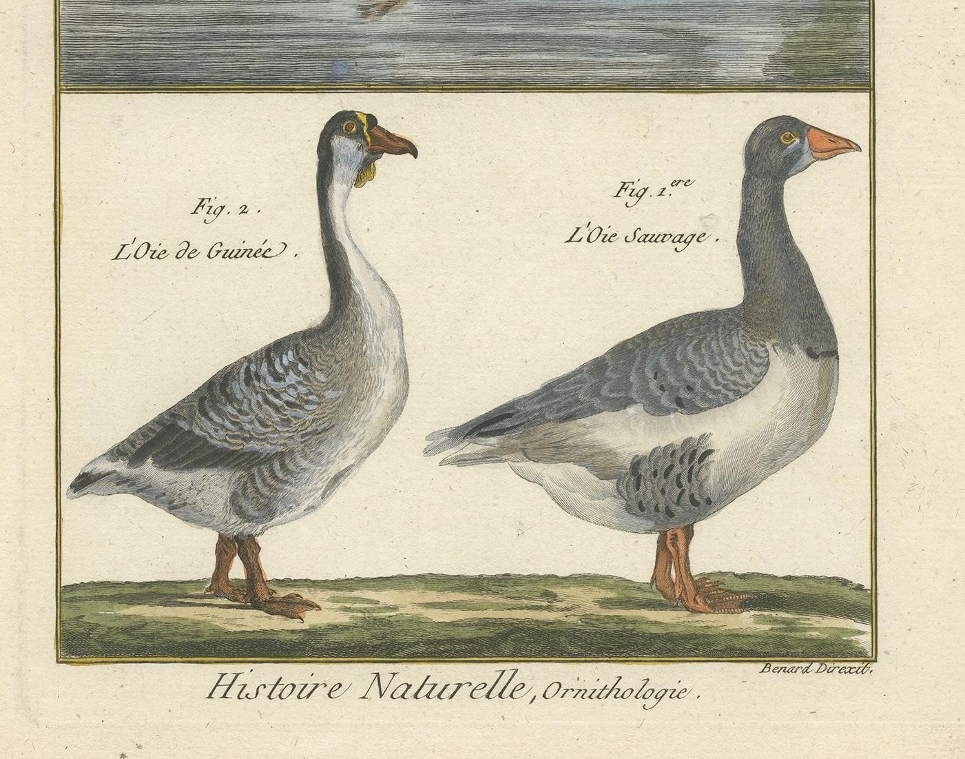 18th Century Antique Bird Print of Geese by Bonnaterre, 1790 For Sale