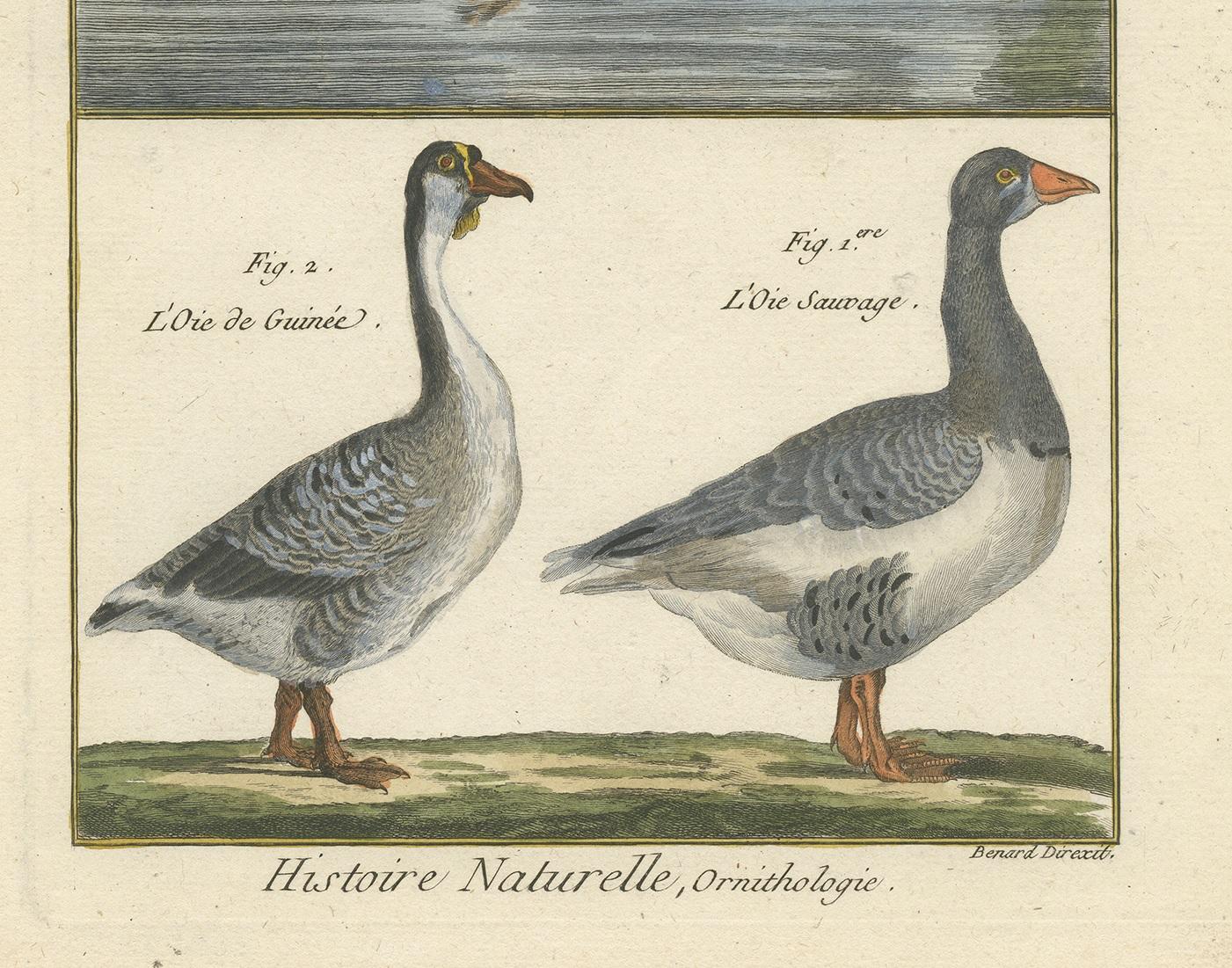 XVIIIe siècle Impression ancienne d'oiseaux par Bonnaterre, 1790 en vente