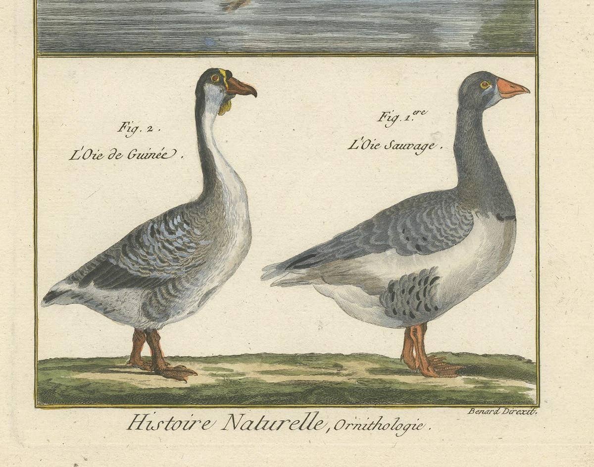 Antique Bird Print of Geese by Bonnaterre, 1790