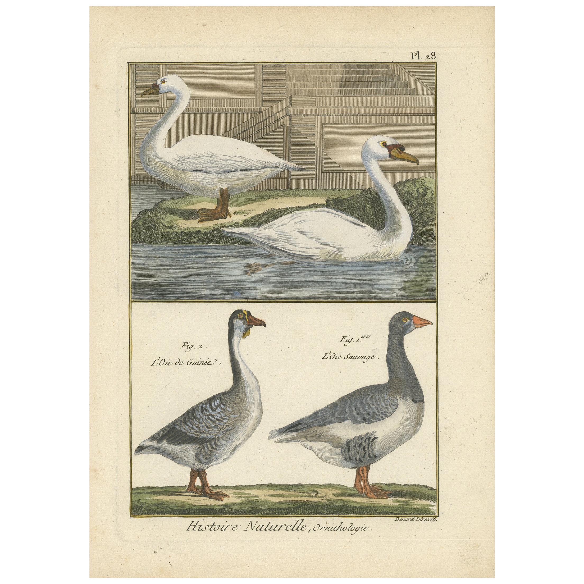 Antique Bird Print of Geese by Bonnaterre, 1790 For Sale
