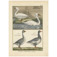 Impression ancienne d'oiseaux par Bonnaterre, 1790