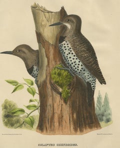 Antique Bird Print of Gilded Flickers Made After D.G. Elliot, 1869