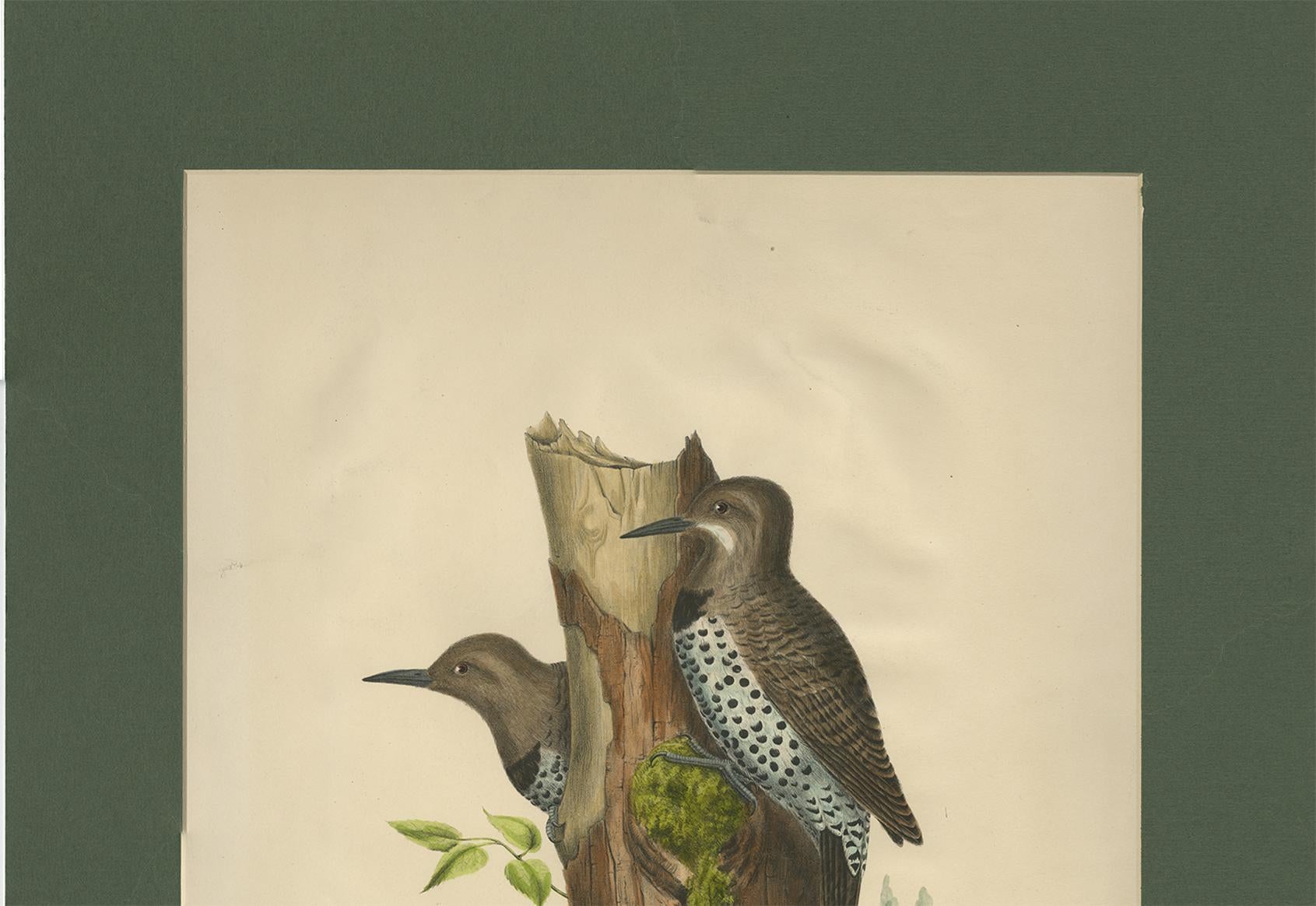 Antique Bird Print of Gilded Flickers Made After D.G. Elliot, 1869 In Good Condition For Sale In Langweer, NL