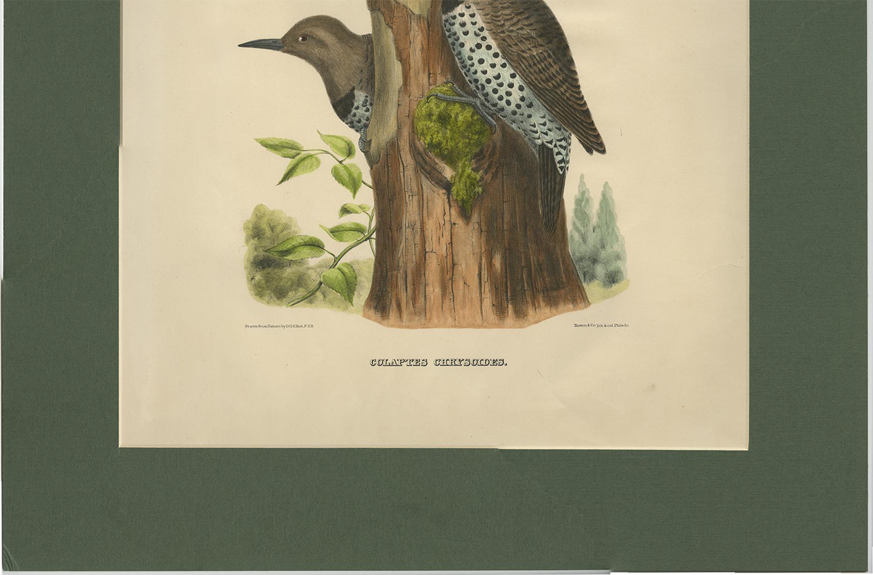 19th Century Antique Bird Print of Gilded Flickers Made After D.G. Elliot, 1869 For Sale