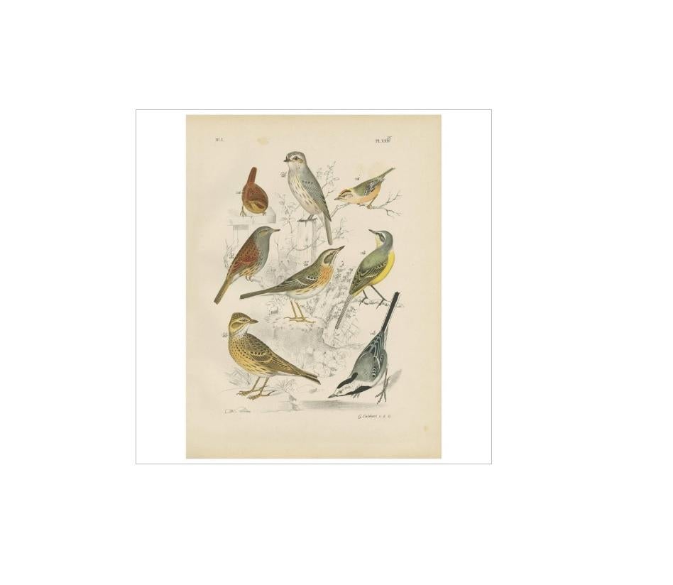 Antique bird print of various birds including the lark, winter wren, goldcrest, yellow wagtail and white wagtail. This print originates from 'De Vogelwereld. Handboek voor Liefhebbers van Kamer- en Parkvogels’ by A. Nuyens. Published by J.B.
