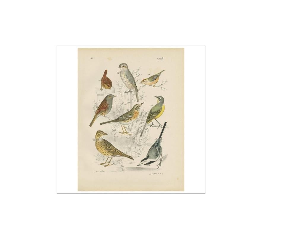 Stampa antica di vari uccelli tra cui l'allodola, lo scricciolo d'inverno, il fiorrancino, la cutrettola gialla e la cutrettola bianca. Questa stampa proviene da 