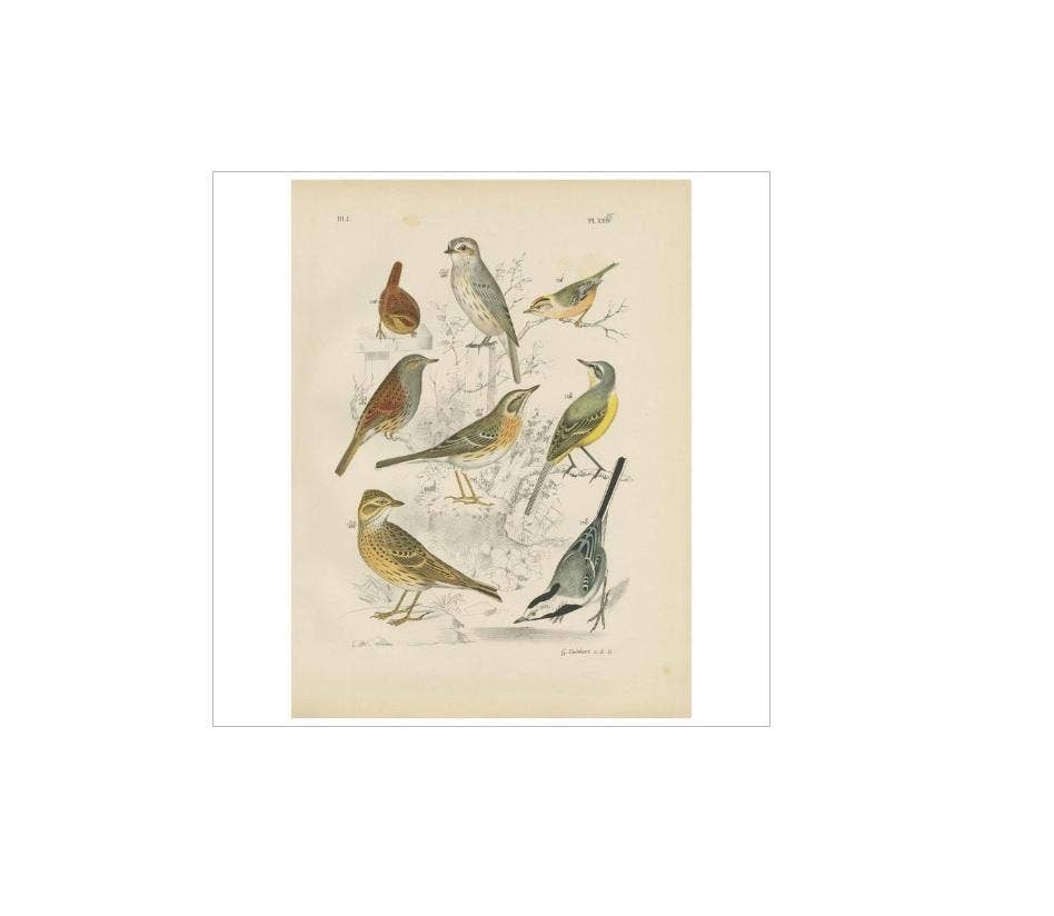 Antique Bird Print of the Lark, Winter Wren, Goldcrest and Yellow Wagtail (1886)