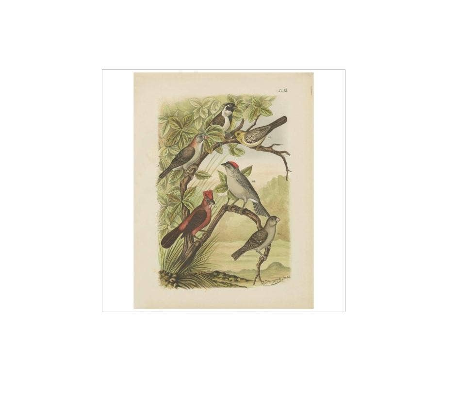 Antique Bird Print of the Red-Pileated Finch, Grosbeak and Sparrow (1886)