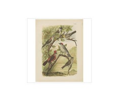 Antique Bird Print of the Red-Pileated Finch, Grosbeak and Sparrow (1886)