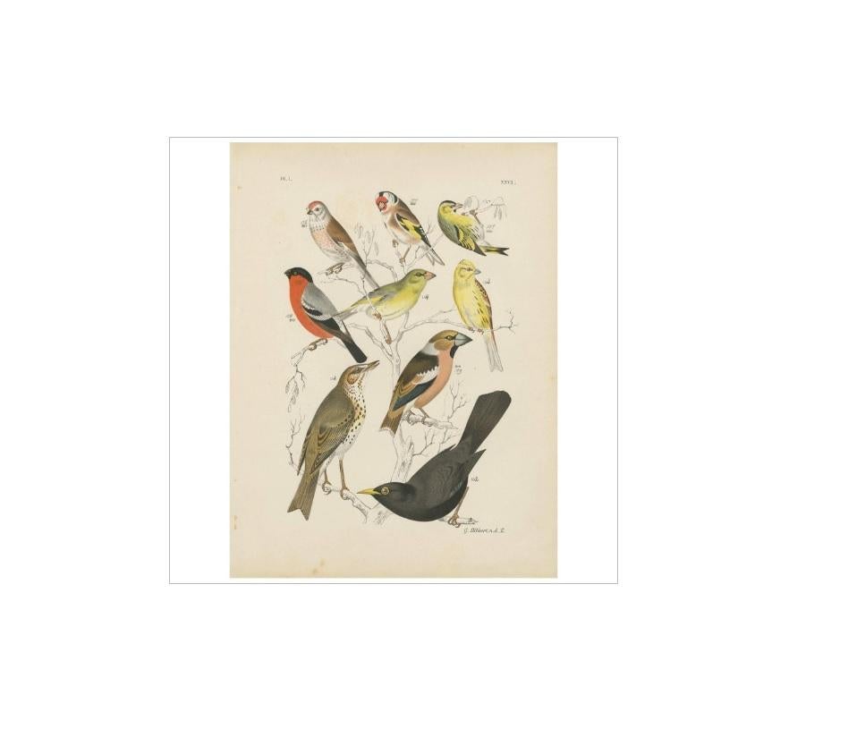 Antique bird print of various birds including the goldfinch, common blackbird and bullfinch. This print originates from 'De Vogelwereld. Handboek voor Liefhebbers van Kamer- en Parkvogels’ by A. Nuyens. Published by J.B. Wolters, 1886.
