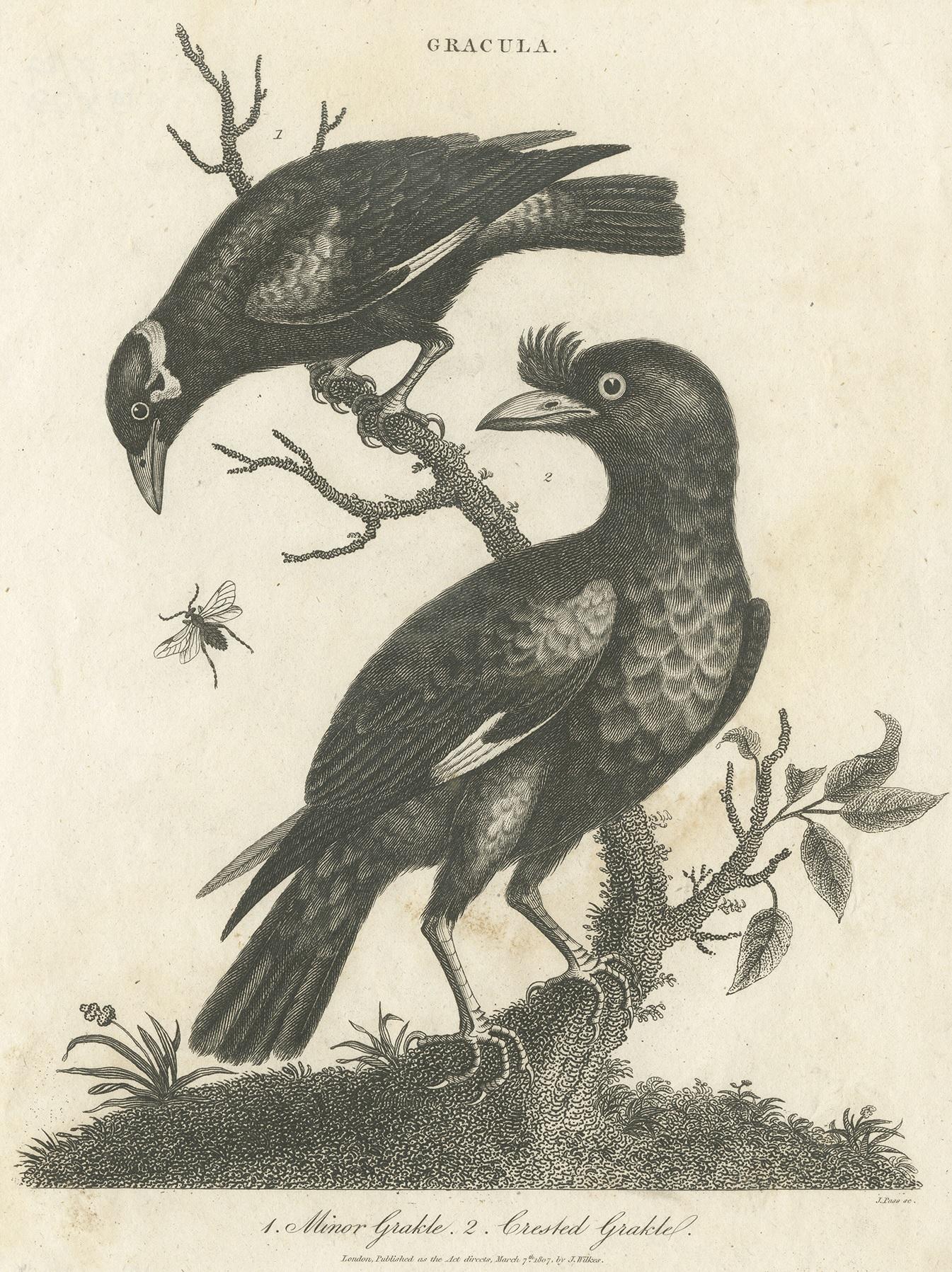 Antique bird print titled 'Gracula - Minor Grakle - Crested Grakle'. Antique print of Grackle birds. This print originates from 'Encyclopedia Londinensis' published by J. Wilkes.