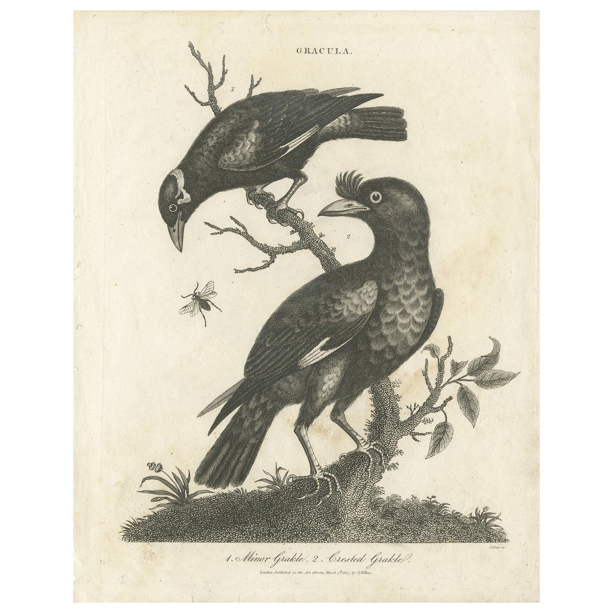 Antique Bird Print of Grackle Birds by Wilkes, 1801