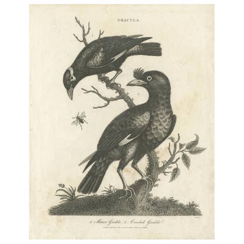 Antique Bird Print of Grackle Birds by Wilkes, 1801