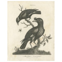 Antiker Vogel Druck von Grackle Vögel von Wilkes:: 1801