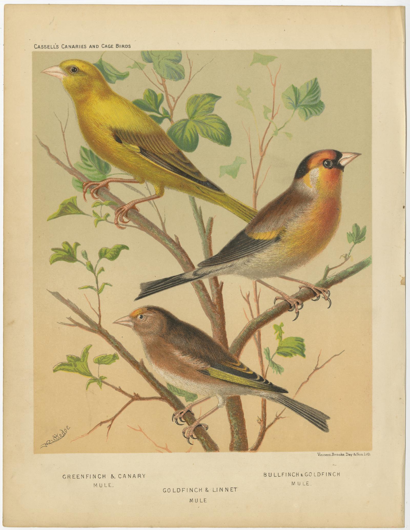Antique bird print titled '1. Greenfinch & Canary Mule. 2. Goldfinch & Linnet Mule. 3. Bullfinch & Goldfinch Mule.' Old bird print depicting the Greenfinch & Canary Mule, Goldfinch & Linnet Mule, Bullfinch & Goldfinch Mule. This print originates