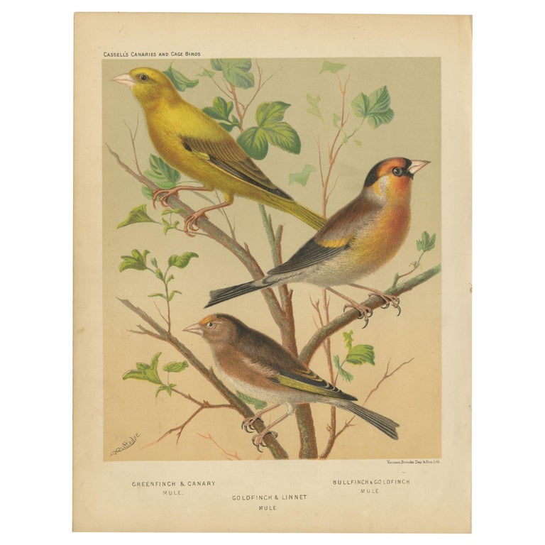 Antique Bird Print of Greenfinch and Canary Mule, Goldfinch and Linnet and  Others For Sale at 1stDibs